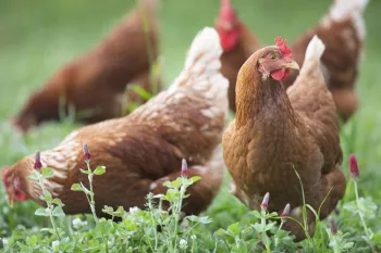 Chickens hunt and scratch for food in an open pasture full of crimson clover at White Oak Pastures in Bluffton, Ga.